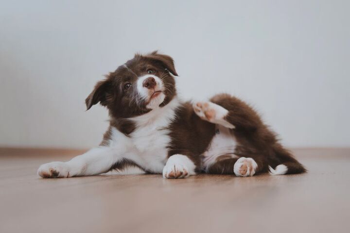 can dogs get dandruff