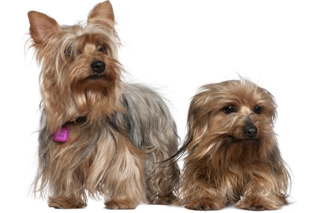 top 10 non shedding dog breeds