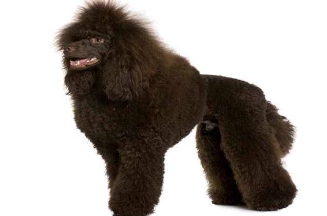 top 10 non shedding dog breeds