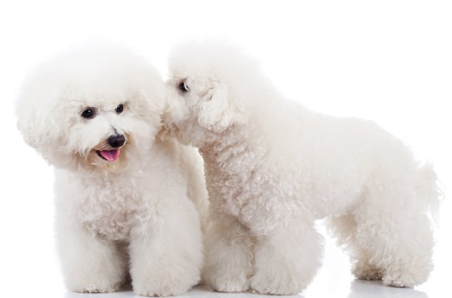 top 10 non shedding dog breeds