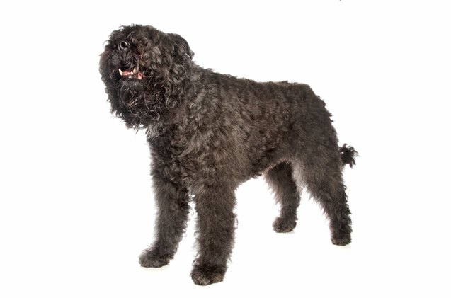 top 10 sneeze free hypoallergenic dogs