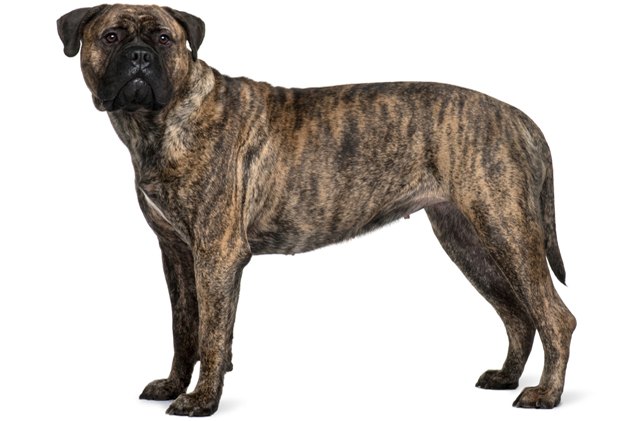 top 10 best guard dogs