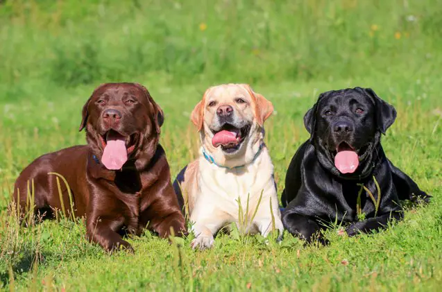 top 10 dogs for first time owners