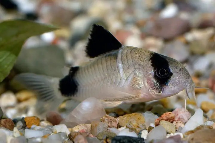 corydoras catfish