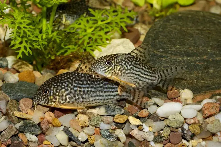 corydoras catfish