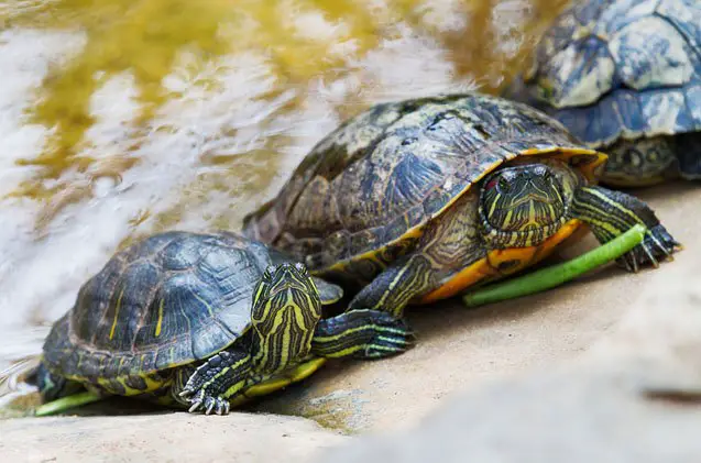 red eared slider turtle