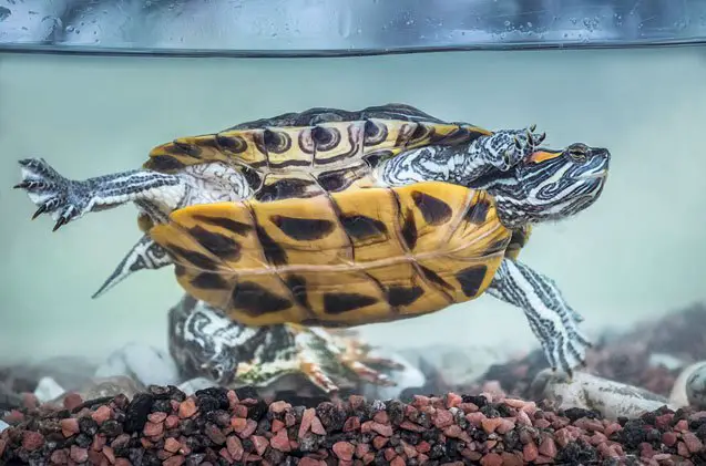 red eared slider turtle