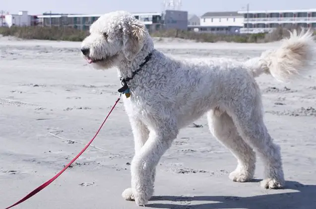 goldendoodle