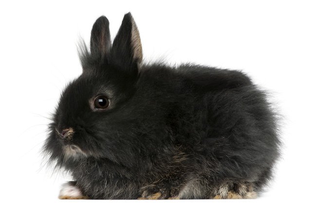 lionhead rabbit