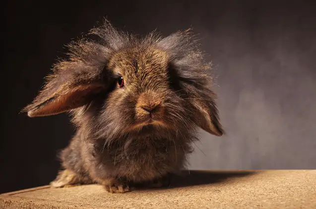 lionhead rabbit