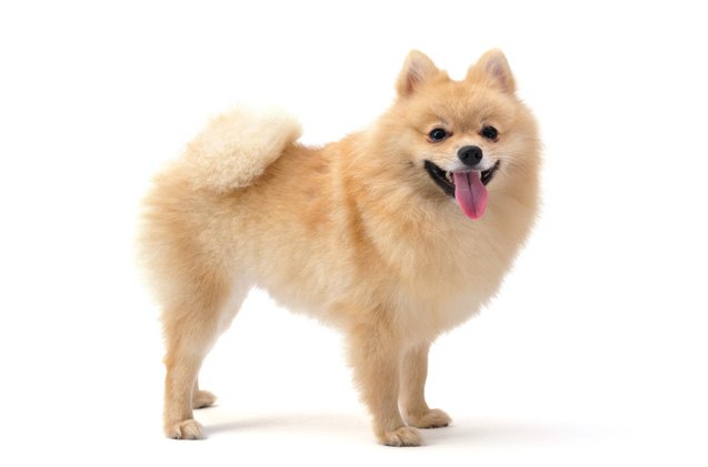 pomeranian