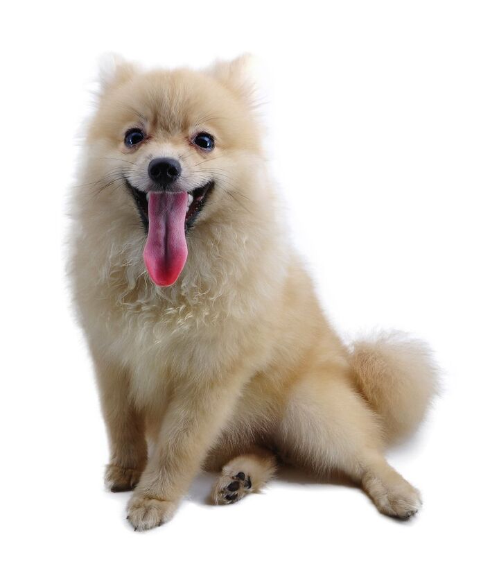 pomeranian