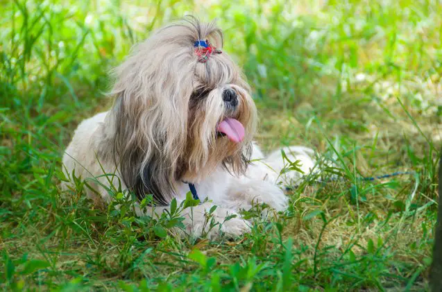 shih tzu