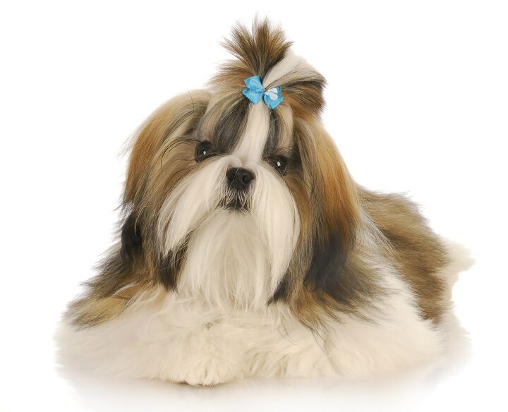 shih tzu