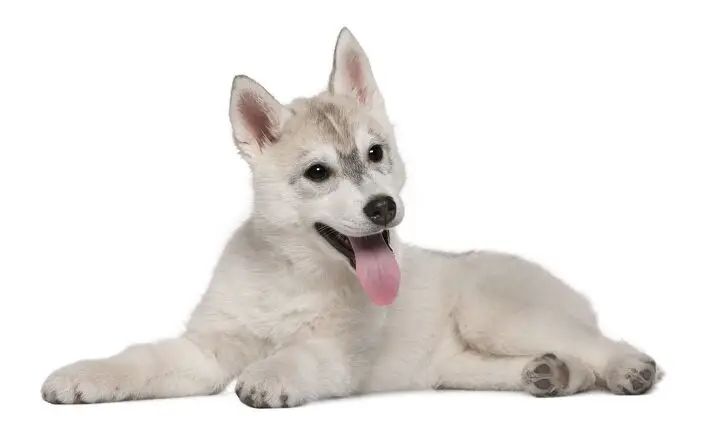 siberian husky