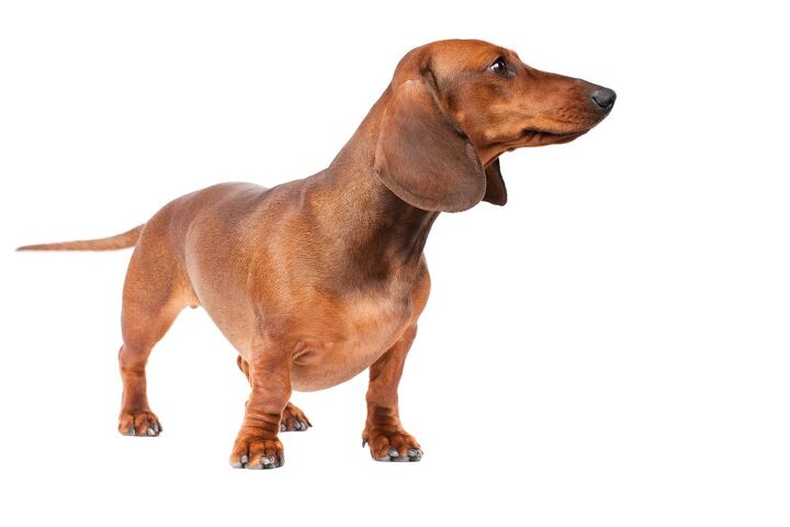 dachshund