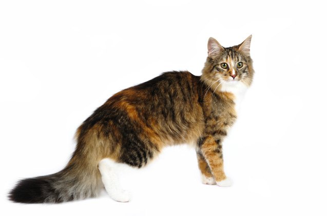 norwegian forest cat