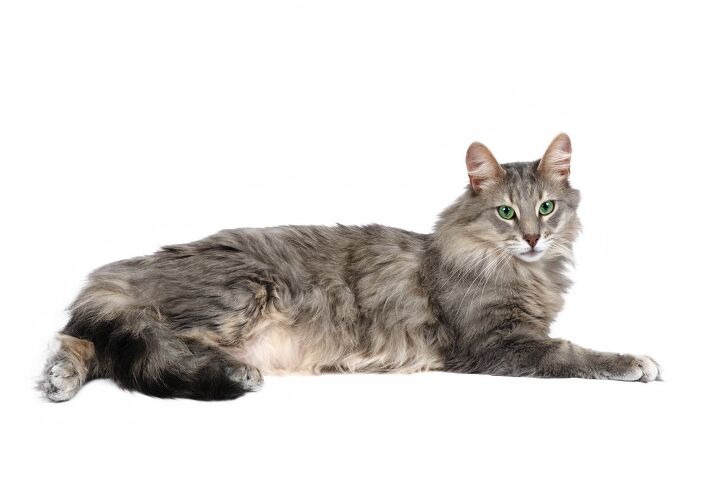 norwegian forest cat