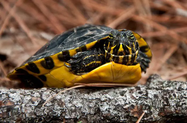 yellow bellied slider