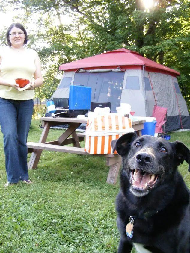 10 essential tips for camping with your dog