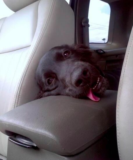 how to stop car sickness in dogs and have fun traveling again