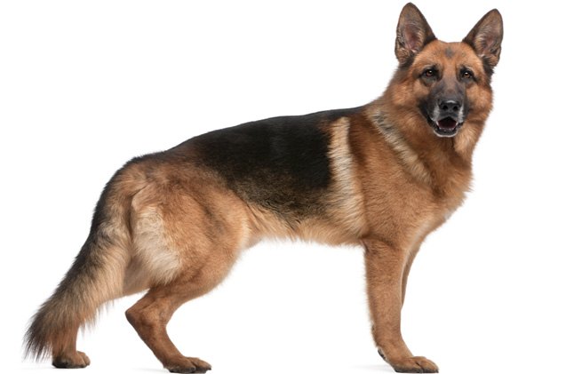 german shepherd