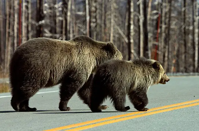 close encounters of the bear kind bringing bear bells on dog hikes