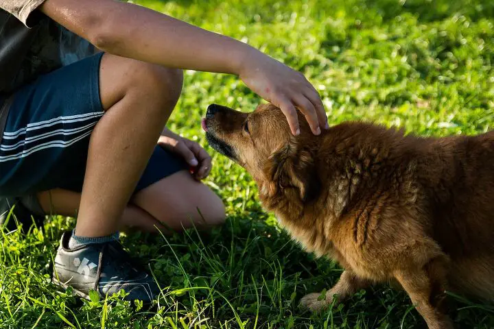 4 tips about what to do when you find a lost dog