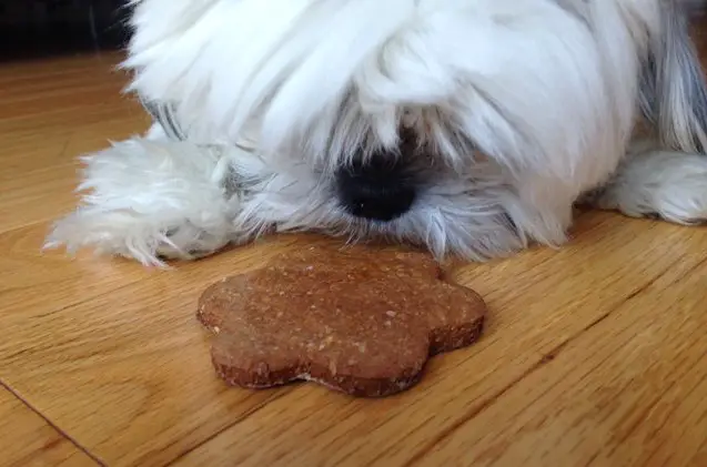 ginger snaps dog treat recipe