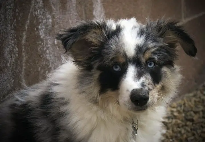 miniature australian shepherd