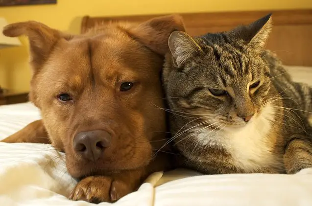 5 big differences between cats and dogs