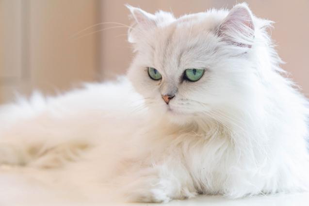 top 10 friendliest cat breeds