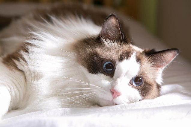 top 10 friendliest cat breeds