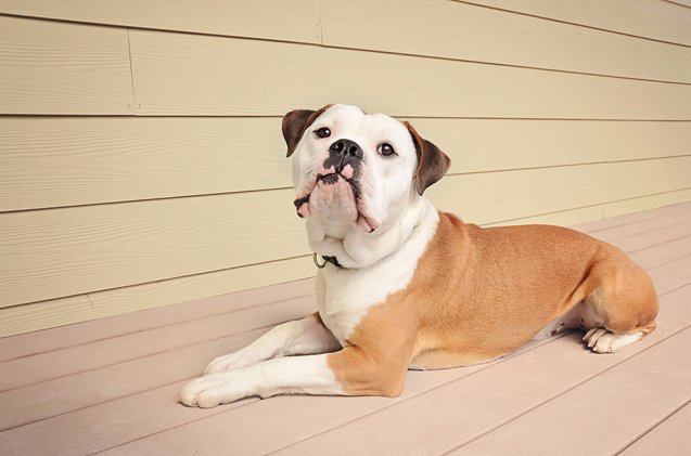 olde english bulldogge