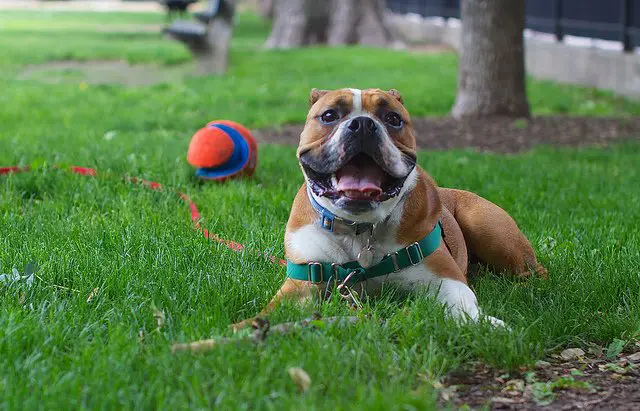 olde english bulldogge