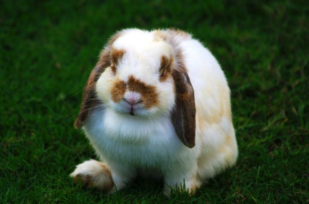 holland lop