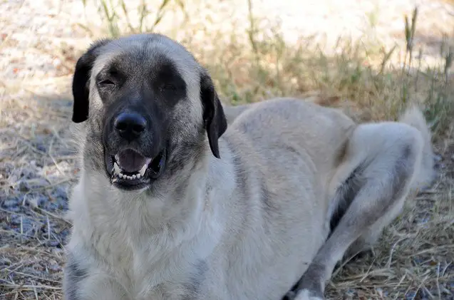 kangal dog