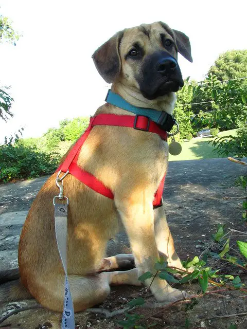 black mouth cur