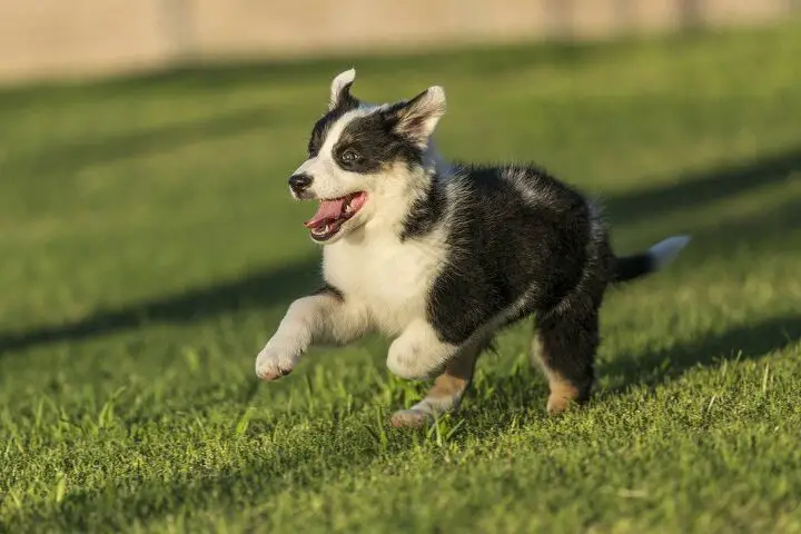 texas heeler