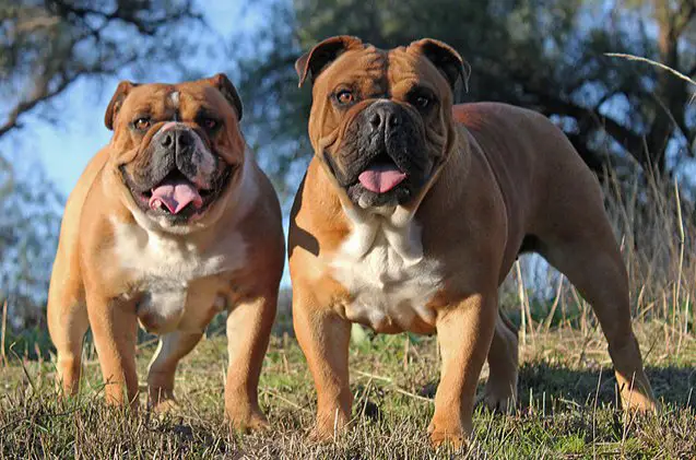 australian bulldog