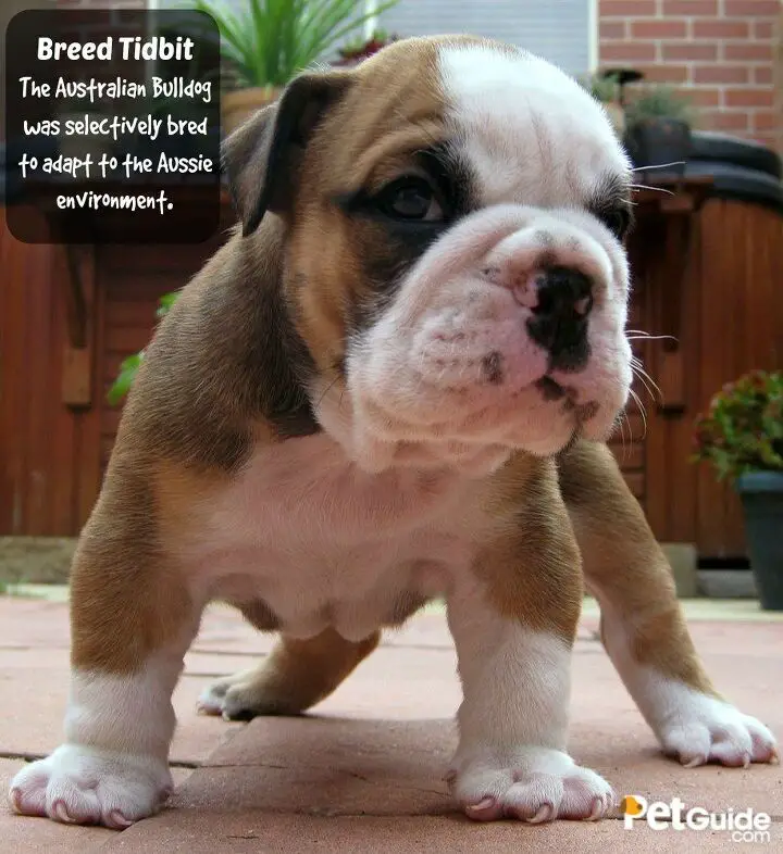 australian bulldog