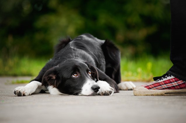 how to stop stinky dog farts