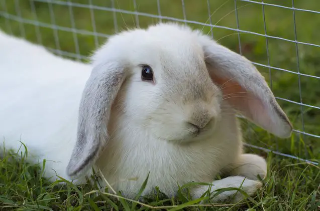 mini lop