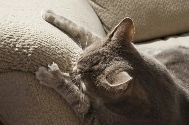 tips on how to pick furniture your cat wont scratch