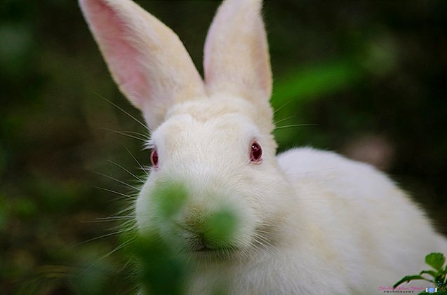 new zealand rabbit