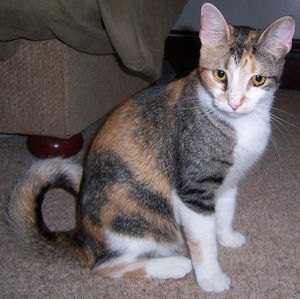 american ringtail cat