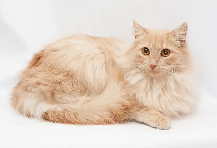 domestic longhair