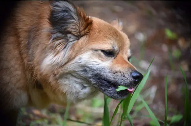 why does my dog eat grass