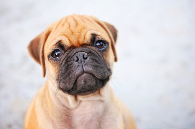 miniature boxer