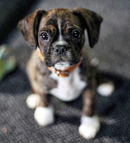 miniature boxer